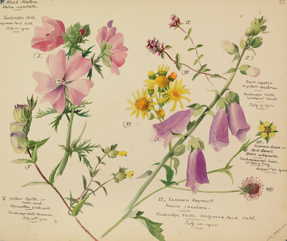 RHSLibraries's tweet photo. RHS Libraries hold a number of stunning illustrations by significant botanical artists, including Lilian Snelling (1879-1972), Caroline Maria Applebee (c.1799-1854) and Augusta Innes Withers (c.1791-1876).
#InternationalWomensDay #BotanicalArt https://t.co/vVdHV3p7JQ