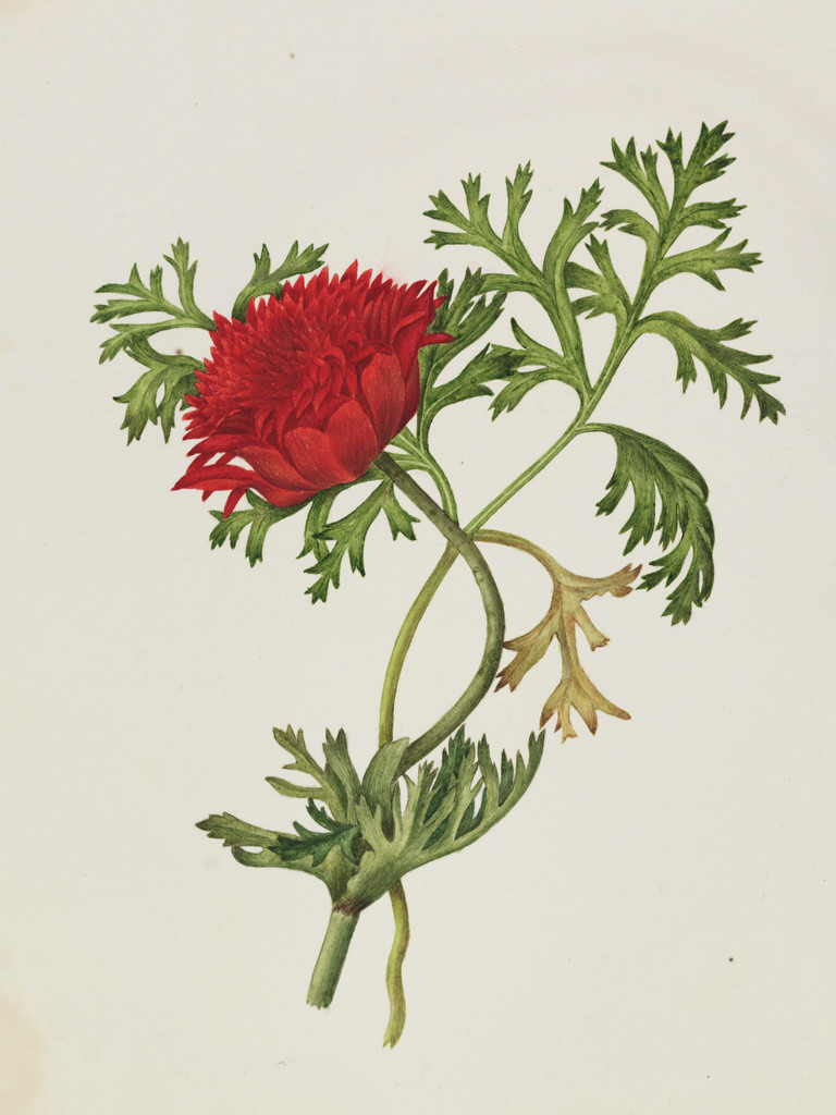 RHSLibraries's tweet photo. RHS Libraries hold a number of stunning illustrations by significant botanical artists, including Lilian Snelling (1879-1972), Caroline Maria Applebee (c.1799-1854) and Augusta Innes Withers (c.1791-1876).
#InternationalWomensDay #BotanicalArt https://t.co/vVdHV3p7JQ