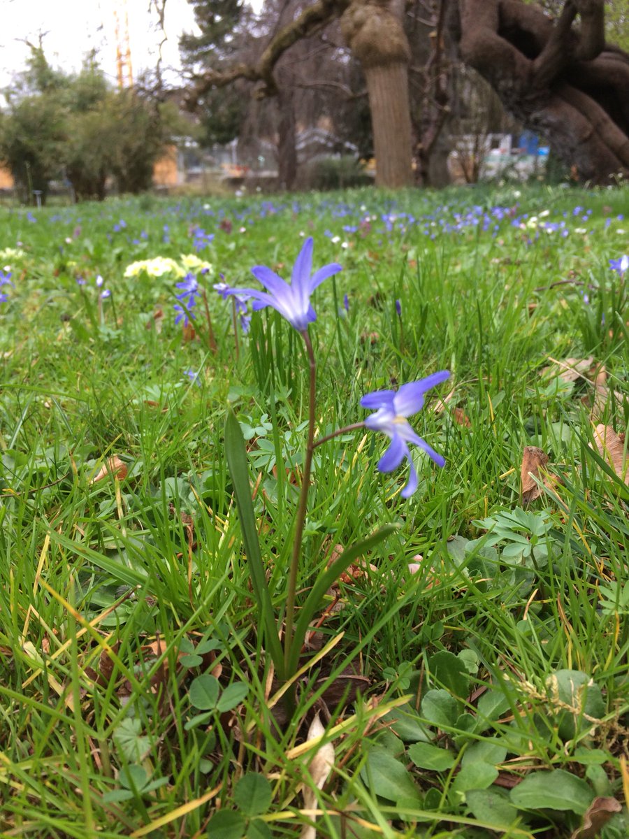 bgunibasel's tweet photo. Scilla bifolia. Der Zweiblättrige Blaustern blüht jetzt, bei jedem Wetter. https://t.co/2iqz0KgzLy