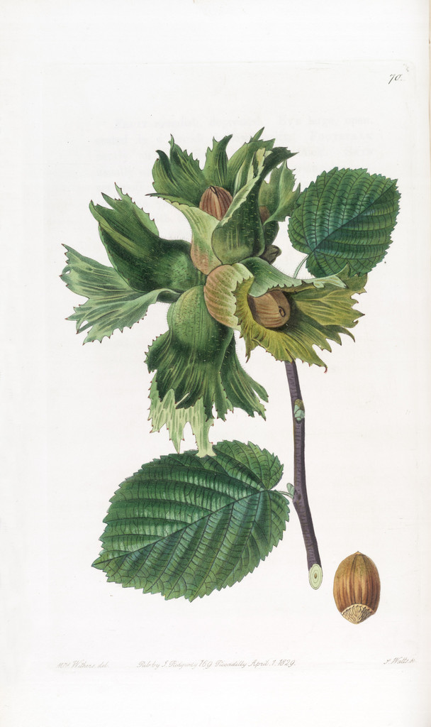RHSLibraries's tweet photo. RHS Libraries hold a number of stunning illustrations by significant botanical artists, including Lilian Snelling (1879-1972), Caroline Maria Applebee (c.1799-1854) and Augusta Innes Withers (c.1791-1876).
#InternationalWomensDay #BotanicalArt https://t.co/vVdHV3p7JQ
