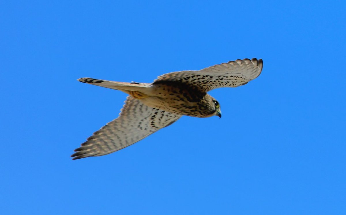 PeterMClayton's tweet photo. Kestrel #birdsofegypt https://t.co/RmluzqAXeq