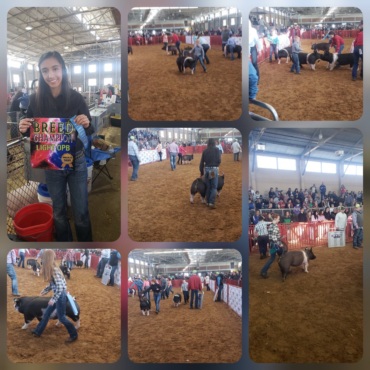 MrsLBrandes's tweet photo. Pig show in action! @BSCTFFA #tcjls @EMSISD_CTE #emsproud @TiaAlegria https://t.co/WrAZpY0hoL