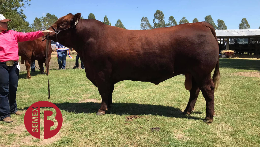 Semex's tweet photo. Congratulations to GK Livestock on their recent Supreme Breeders Group, British Champion bull with GK Red 1B Power Up P1 at the Millmerran Show. He is by Semex's Red Double B Bullseye 1B, known for show winning progeny throughout Australia!
#SemexBeef https://t.co/eUwknBcpwg