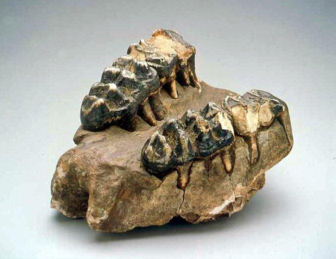 EleanorHarvey's tweet photo. Jefferson craved fossils.
This one was given to him by William Clark on his return from his famous expedition. On the way back, Clark stopped at Big Bone Lick, known for its abundance of fossils, to collect a specimen for Jefferson.
#WhoIsHumboldt #MastodonWeek #FossilFriday https://t.co/5Ft4GKErLM