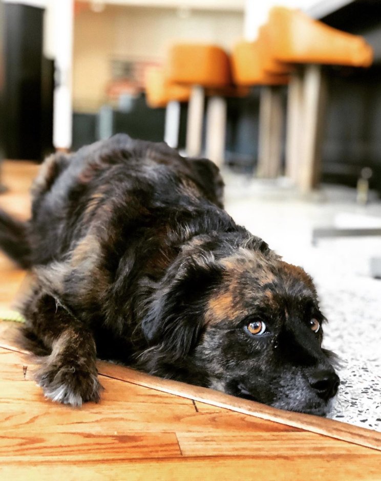 Fridays and furry hotel guests 🐾

#TGIF #Friday #Guests #TheLastHotel #HotelLife

📸: The Saint &amp; Co.