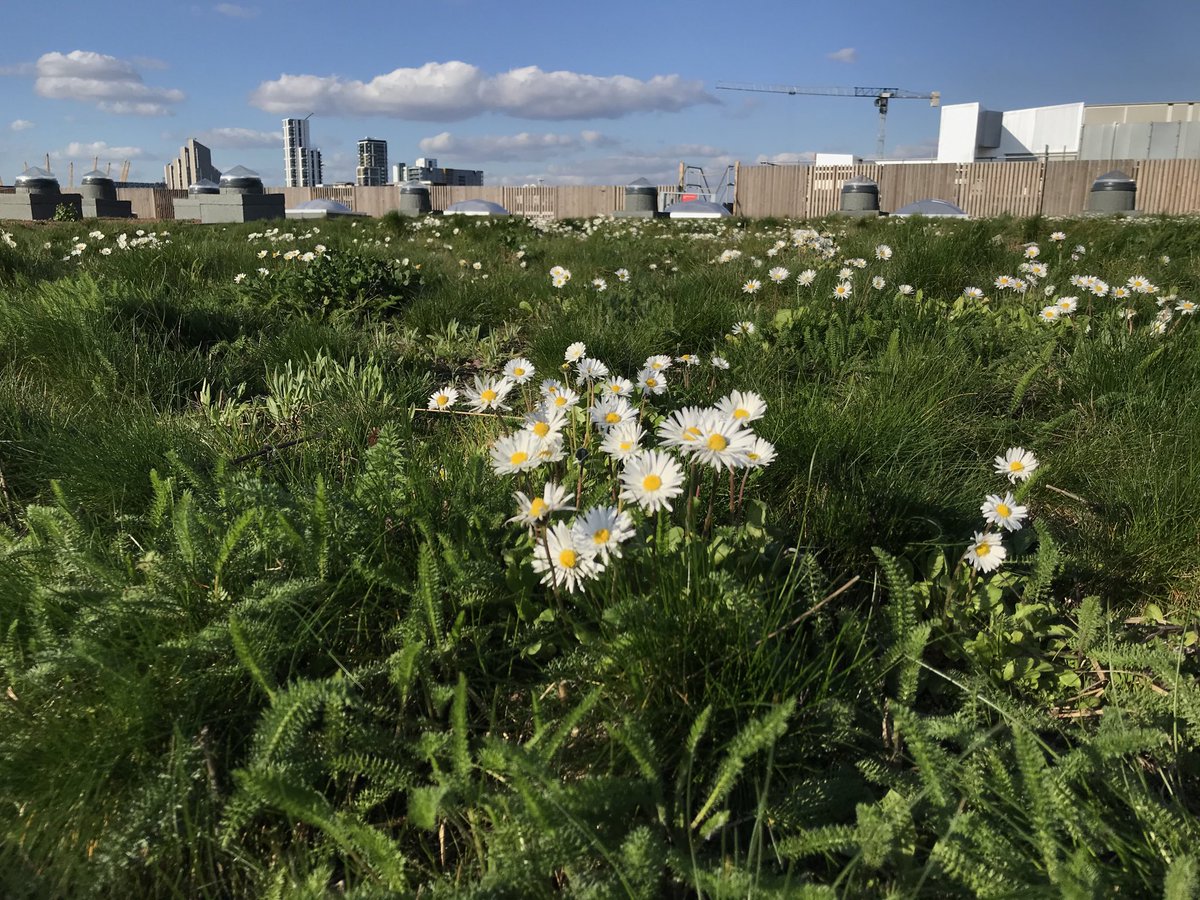 greenroofsuk's tweet photo. #daisytime #greenroofs #IKEA #Greenwich @Brain1Brain @Royal_Greenwich @joe_beale @BridgmanLscapes @BauderLtd @greenroof @greenroofs @WildGreenwich https://t.co/50tt1qhAN2