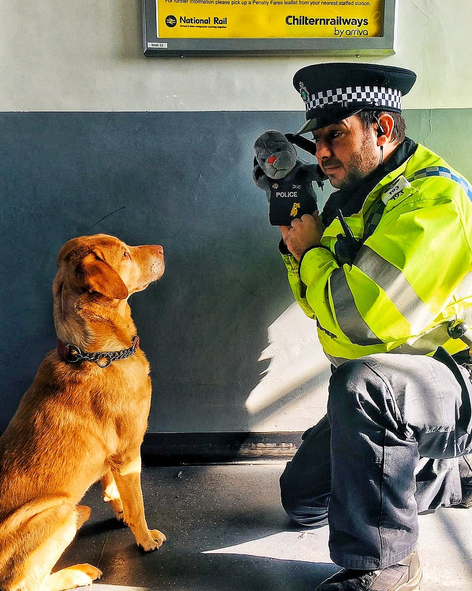 You two play nice!! Swoop has been out sniffing for drugs during a county lines operation.... Tackling crime on the railway 🚔 #wearebtp #heretokeepyousafe 👮‍♂️👮‍♀️👍