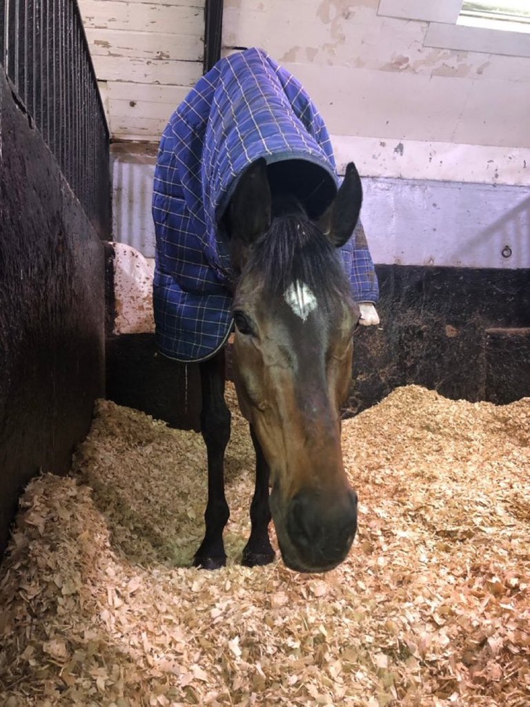 Altior (@kingaltior) on Twitter photo 