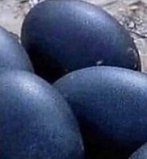 WshGabriel's tweet photo. Le saviez vous ?

Ceci est une race de poule noir qui pond des œufs noirs !

Vous ne le croyez pas allez sur Google et cherchez "big Black cock" (grand coq noir) https://t.co/JnEO4UCWnc