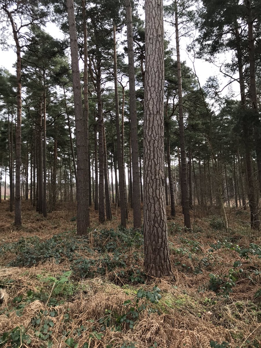 JaxonStevensBDM's tweet photo. Squeezy Specialist Sam & I are finishing the week in style. In the woods. 🌲 🌳 All week we’ve been helping brokers “see the wood for the trees” when it comes to specialist lending. It’s been a great week & no doubt next week will be too ✔️ Can you #SpotSam ? 01202850830 #experts https://t.co/mQ1J5dbRbK