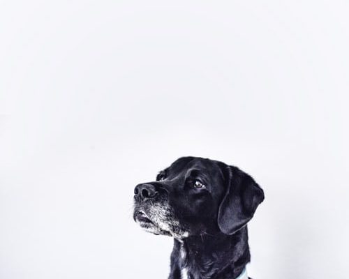 pet shipping near me