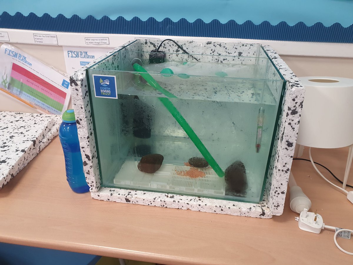 MissJMcLean's tweet photo. Fab weather for releasing the trout fry today that have been very well cared for by p4-7 @MuckhartPrimary. 
#fishintheclassroom #raisescot #clackseducation https://t.co/t4mJfxTc2P