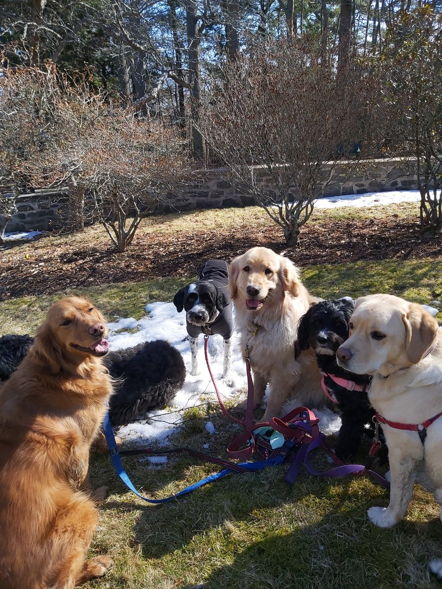 KristysKare's tweet photo. The dogs love finding a patch of snow! https://t.co/uhXJI5sUSS