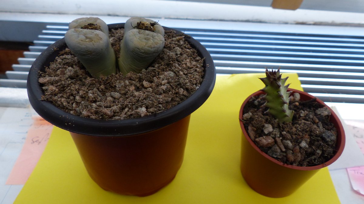 Dr M's #MyGreenStudy #PlantSwap haul - two little beauties on my office windowsill, I'm sure they've grown already! Watch this space for regular updates and #ratemyhousplant competition with <a href="/hancloke/">Hannah Cloke</a> <a href="/UniofReading/">Uni of Reading</a> <a href="/mygreenstudy/">My Green Study</a> <a href="/ReadingBioSci/">UoR BioSci</a> @RUSUtweets