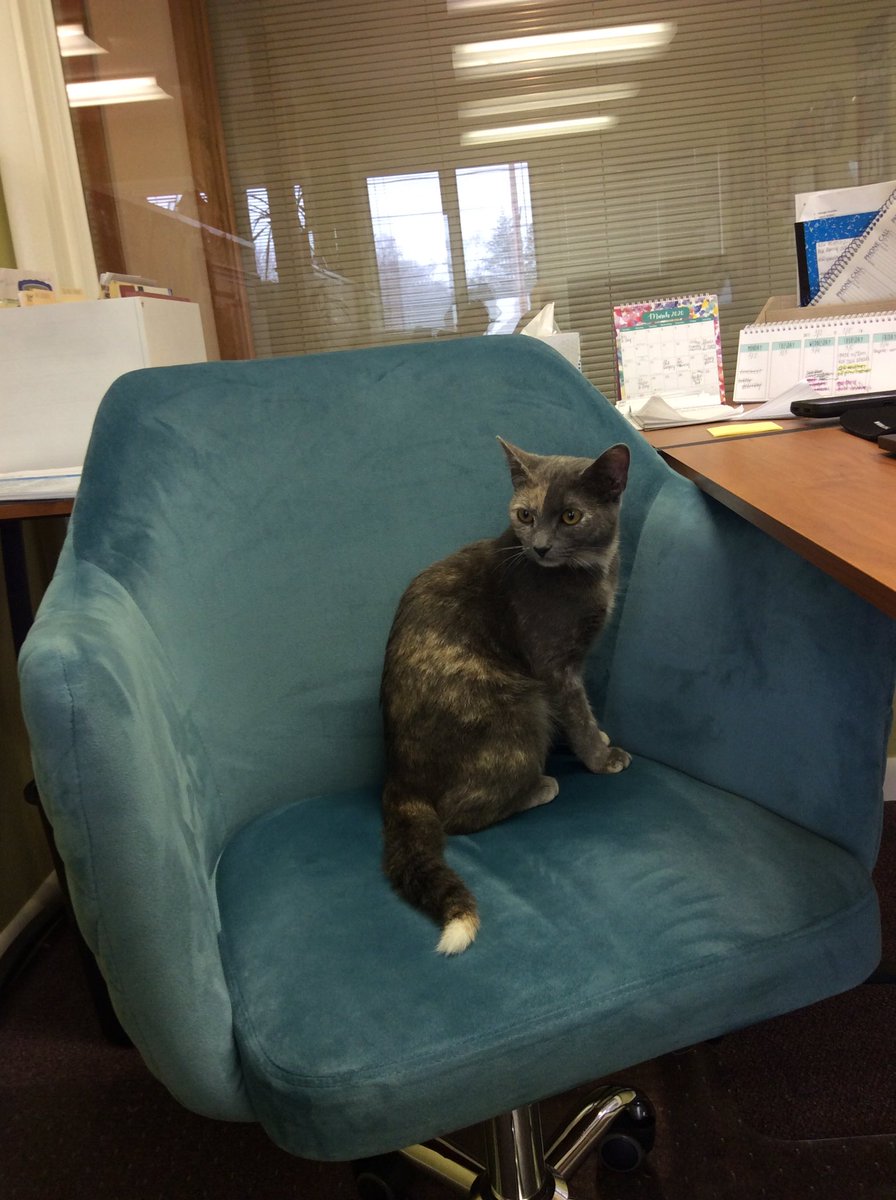 BlueMarshAssoc's tweet photo. Blue Marsh Associates allowed for employees to bring in their pets for a day making today a very therapeutic Friday in the office! https://t.co/8DjrwtYZRD