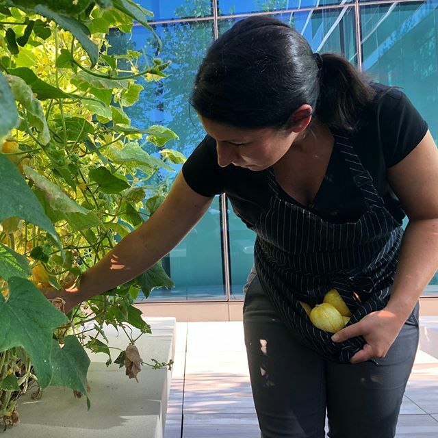 Gardening gives you easy access to the freshest, most delicious ingredients possible. 
Because they don't need to travel from the farm to the grocery store, your ingredients can be picked at peak maturity, nutrition, and flavor. An Edible Eden garden can… ift.tt/2uYfJcn