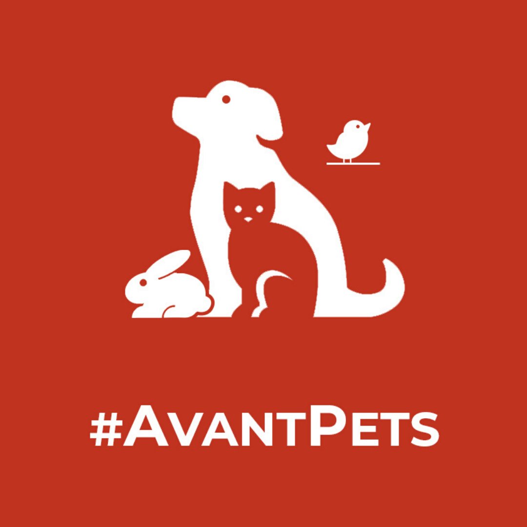 AvantHomes's tweet photo. FINALLYβ¦weβve done it! πππ
The long-awaited home for all your pet pics is here and has officially been added to our Instagram story highlights! πΆπ±πΉ
Check out #AvantPets on Instagram now, and never miss any paw prancing, whisker twitching or cuteness overloads ever again! https://t.co/Zu4ooRiToi
