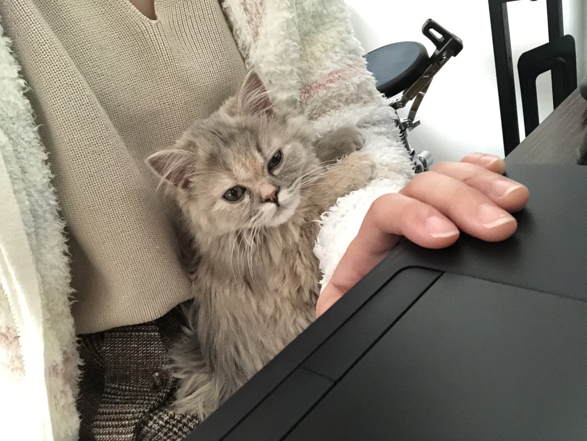 ট ইট র くらげ 腕が好きみたいでテレワーク中腕に乗ってくるから重い コロナでまさか猫と仕事できる日が来るとはな