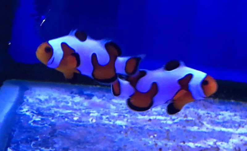 Wharf Aquatics Lots Of Clownfish Pairs In Stock At The Moment In The Marine Room Orange Storms Black Storms Mocha Storms Gold Lightning Maroon Flurry Mocha Vinci Ocellaris Black Ice
