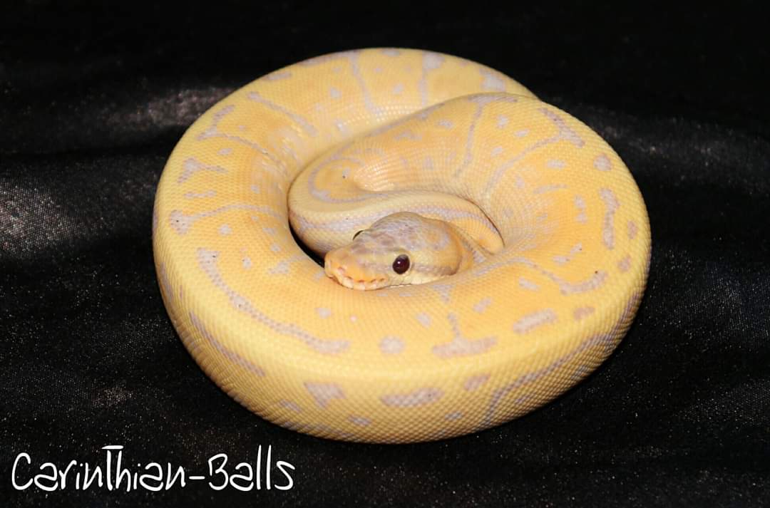 CarinthianBalls's tweet photo. 1.0 Leopard Pinstripe Yellow belly Coral glow Nz19 😁
#ballpython #python #regius #pythonregius #ballpythonmorph https://t.co/d1utrTCTyH