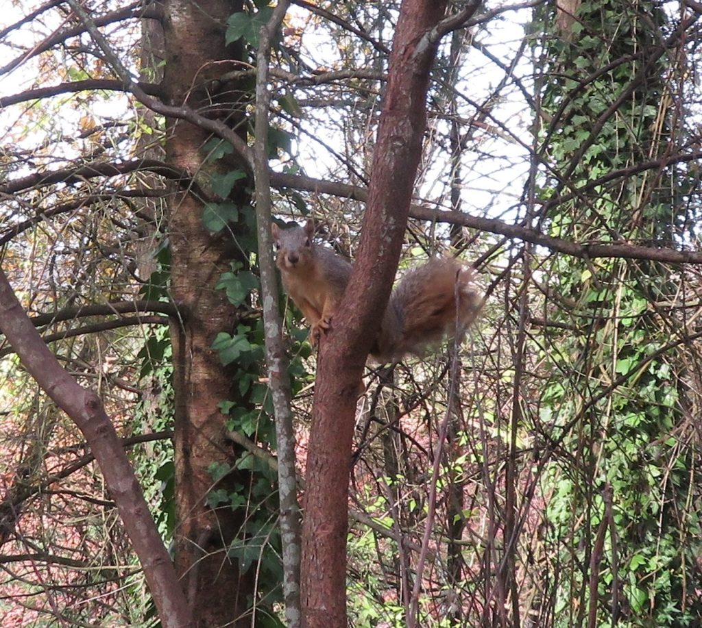 theindigoside's tweet photo. Drunken Squirrels https://t.co/xaiz7n7iYY https://t.co/XOyZIMyCyo