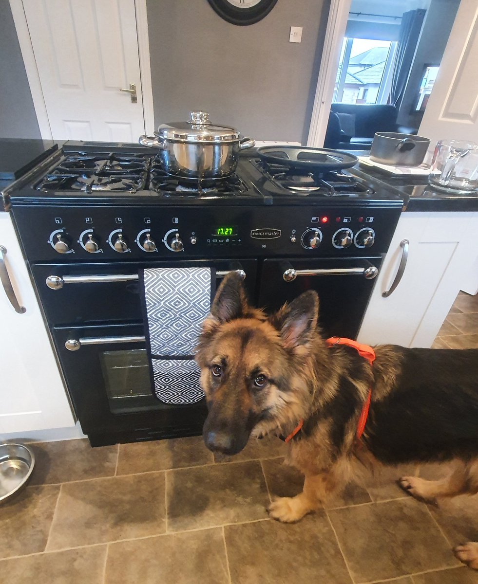WildSoul_70's tweet image. What's cooking mum? 🥘 #myshadow 🐕
