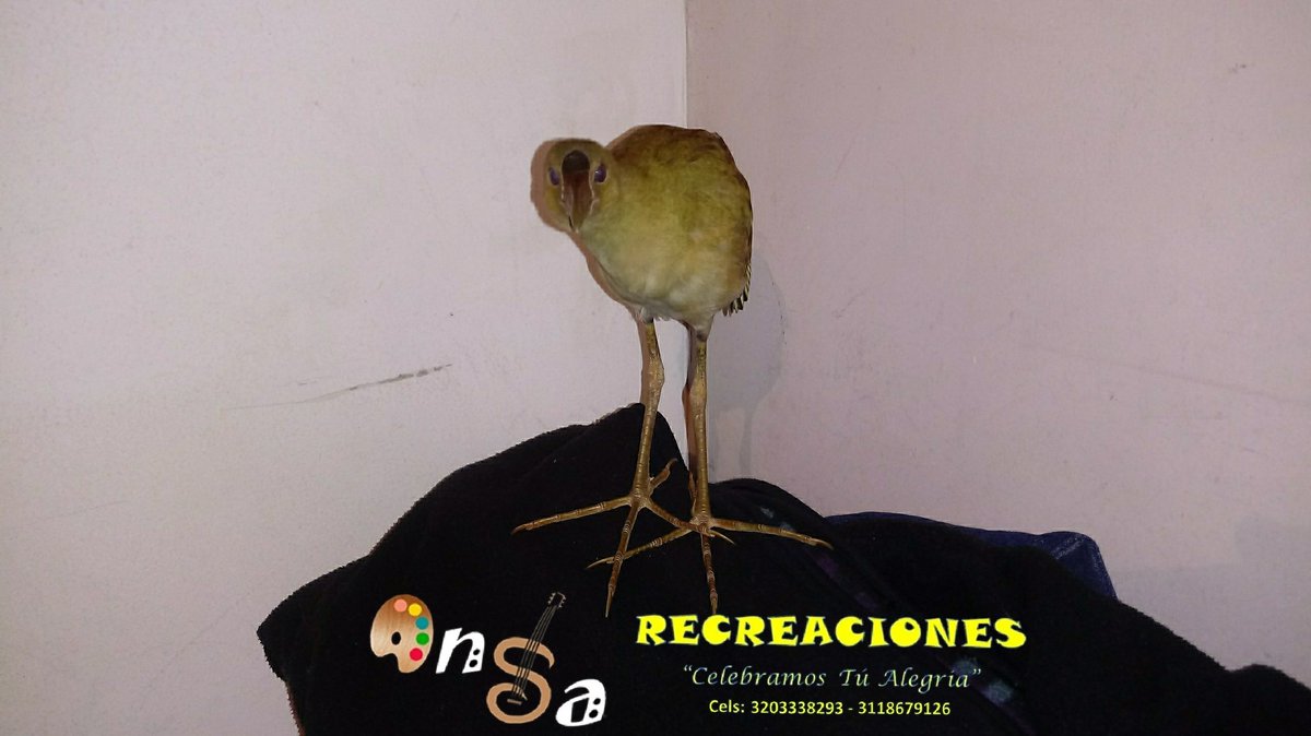 cesarcardozo78's tweet photo. Ansa Recreaciones "Celebramos Tú Alegría" comprometida con el medio ambiente en cabeza de sus dueños Gina Salcedo mis hijas Angeli, Sarai y yo haremos entrega de una #TinguaAzul llego a nuestra casa a la #PoliciaAmbiental de #Tunja @PoliciaMTunja #Colombia #BoyacáunParaíso https://t.co/6U79NOJ1V2