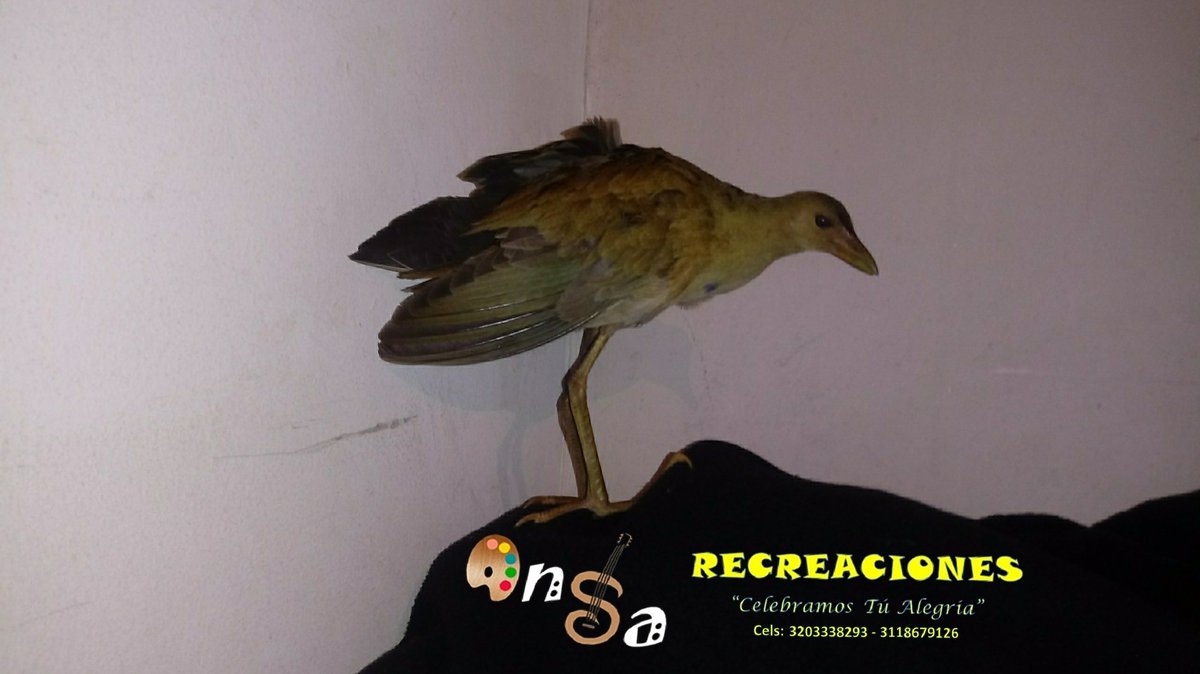 cesarcardozo78's tweet photo. Ansa Recreaciones "Celebramos Tú Alegría" comprometida con el medio ambiente en cabeza de sus dueños Gina Salcedo mis hijas Angeli, Sarai y yo haremos entrega de una #TinguaAzul llego a nuestra casa a la #PoliciaAmbiental de #Tunja @PoliciaMTunja #Colombia #BoyacáunParaíso https://t.co/6U79NOJ1V2