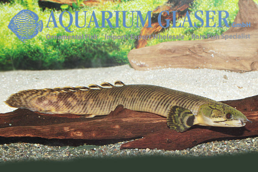 John P. Friel, Ph.D. on X: My favorite #LivingFossilFriday fish is  #Polypterus mokelembembe, a #bichir from the Congo River basin named for  #Mokelembembe, a water-dwelling entity, sometimes described as a living  creature