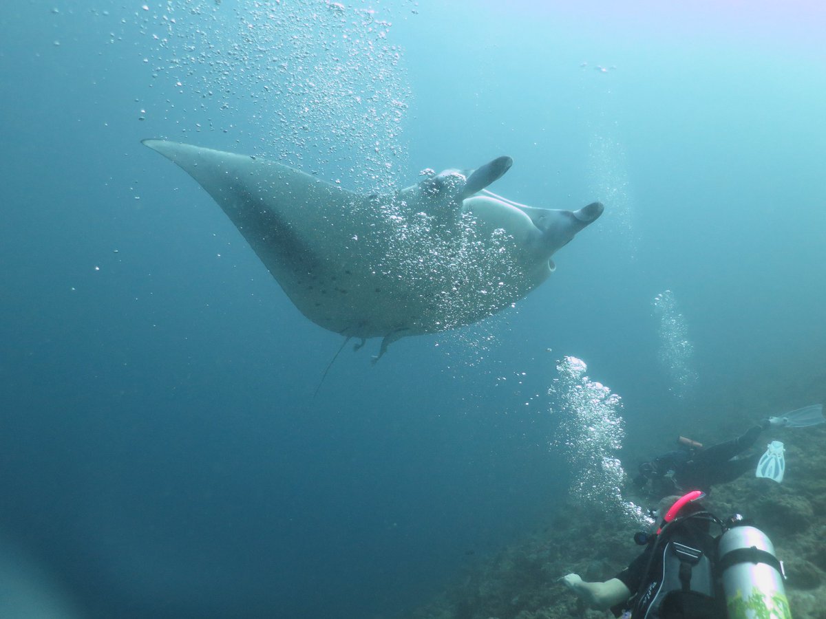 diveworldwide's tweet photo. "I'm happy to report that #VilamendhooIsland is still a GREAT place to go! The staff are so friendly & welcoming. The diving, amazing. Saw mantas, turtles & a pod of dolphin on our safety stop!"
Thank you Cynthia & Simon - back from the #Maldives.
#FridayFeedback #diveworldwide https://t.co/bkkGEjTBhB