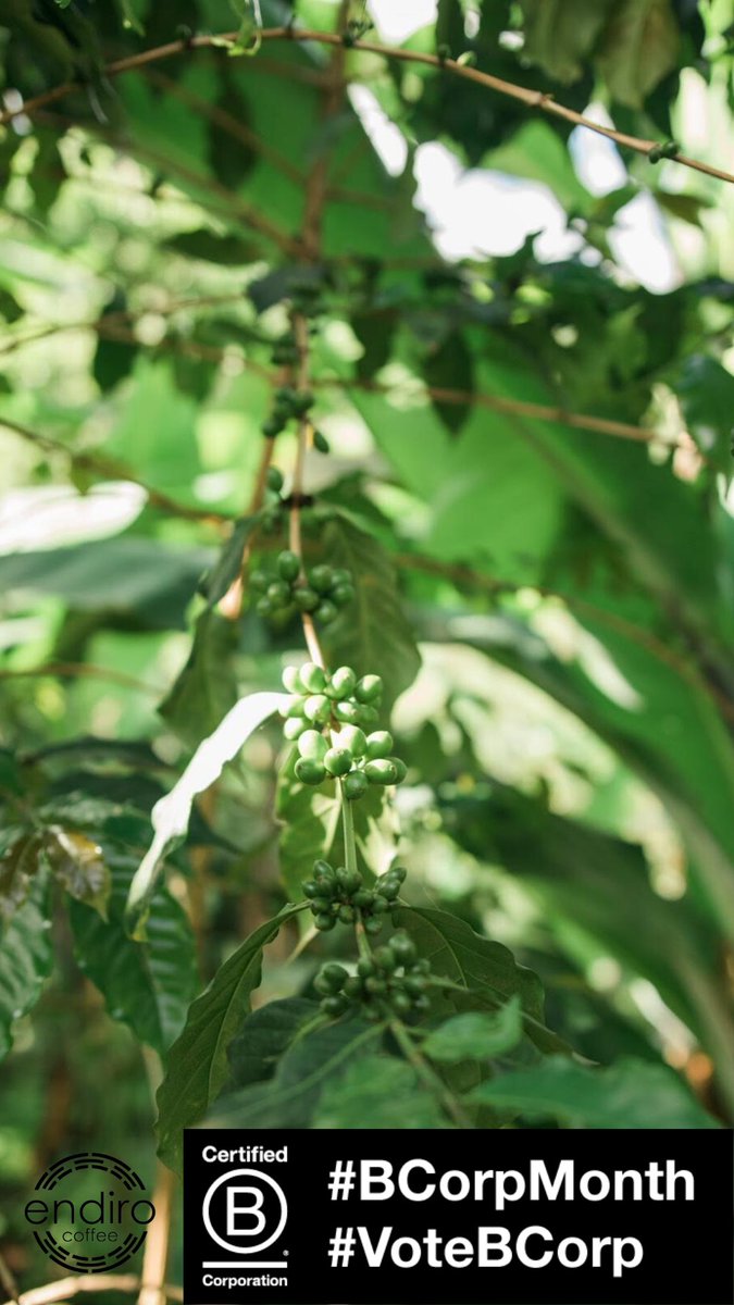 EndiroCoffee's tweet photo. At Endiro Coffee, we want to brew all the good we can and end child vulnerability globally through coffee. B Corp  helps us develop strategies to make progress towards the realization of this vision.  #VoteEveryDay #BCorpMonth https://t.co/Dg8mXWdlEh