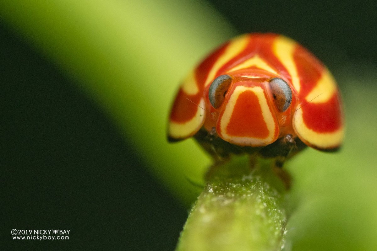 singaporemacro's tweet photo. Spanish swirly candy #Hemisphaerius https://t.co/DvvxEHylLO