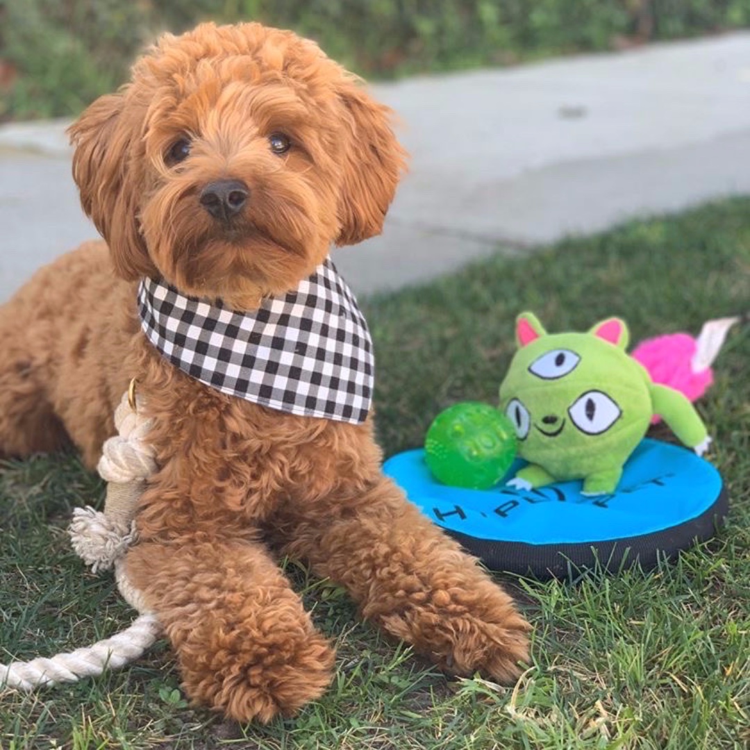 HyperPetToys's tweet photo. A ball, a frisbee...and a monster! 🎾🥏💚 When going to the park, one must always pack the essentials!
📸: IG @kingsleythedoood
#fetchfriday #dogtoys #playoutside #minigoldendoodle #petitegoldendoodle #dogpark #dogfrisbee #frisbee #dogball #ballislife #hyperpet https://t.co/DxsYOdHSSp
