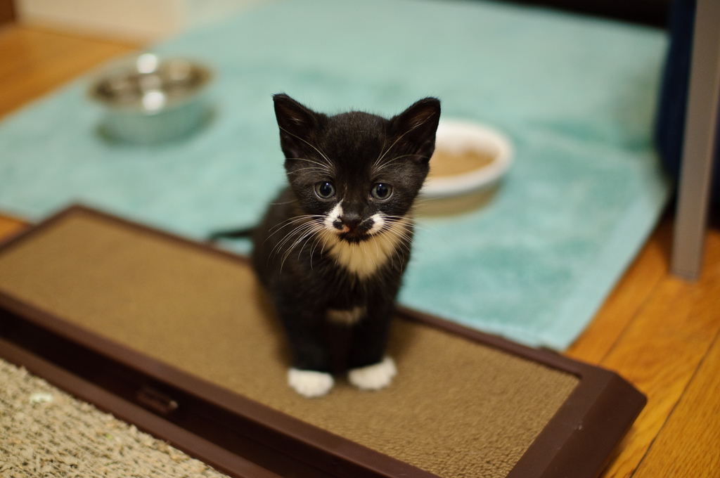hourlykitten's tweet photo. Source: https://t.co/8HjioCeW6T
Credit: Alan Huett https://t.co/H7u3QpjTus