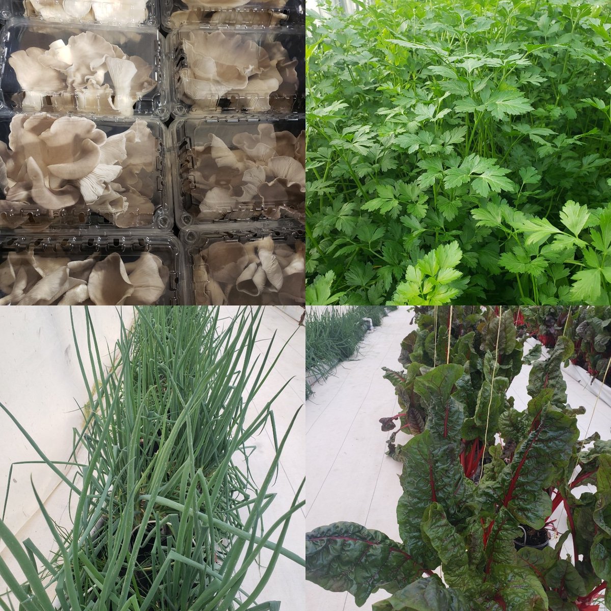 cedarspringOKC's tweet photo. We just love what we do, farmers markets or restaurants.
@barcicchetti
@redroosterok 
@urbanagrarian
@maryeddysokc #cedarspringfarms    #localfood #locallygrown #okcpublicmarket  #farmtotable #FarmLife #farmfresh #pesticidefree https://t.co/hiw5yRujp9