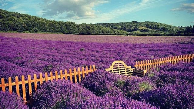 CrayfordExpress's tweet image. FIELDS OF LAVENDER ✨ 
How STUNNING is this image taken at The Hop Shop at Castle Farm 🤩 
Have you been to visit? 
Let us know below ↓
[IG📸: thehopshop_kent ]
#Lavender #FridayFeeling #Dartford