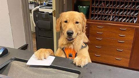 Checking in? Our resident #pup, Leo, is happy to help you! Photo Credit: @morkthemork #PorchesInnMASSMoCA #MASSMoCA #DogsofInstagram #PetFriendlyHotel #IntheBerkshires