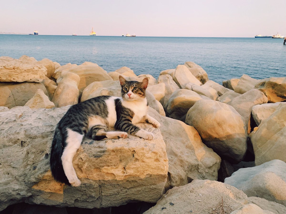 Фото называется "В ожидании лета и туристов". Котики на Кипре - это общенародное достояние. И общенародная собственность. В том числе и туристов). И даже не думайте искать среди них породистых.  #universaldestinations  #кипр #ларнака #cyprus #larnaka #универсальныенаправления