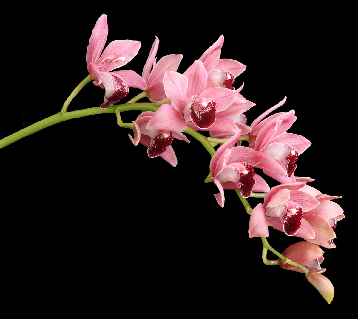 The 10th Annual Orchid Show &amp; Sale starts TONIGHT! Stop by from 5-7:30 to see hundreds of orchids &amp; purchase one to take home. The event continues through Sunday. Hours + admission prices here:  bit.ly/2STtpQL
#NWArk #fayettevillear #visitarkansas