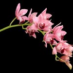 Photo by BotanicalGardenOzarks (@BGOzarks)