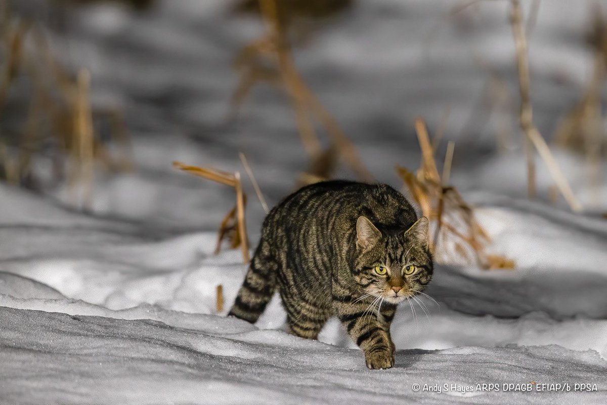 Photographer Andy Hayes made the most of the dusting of snow we received last week. 😀Look at these fantastic photos he managed to capture of pine marten and our hybrid wildcat at 'The Lookout'. Fantastic Photos Andy! 😇
