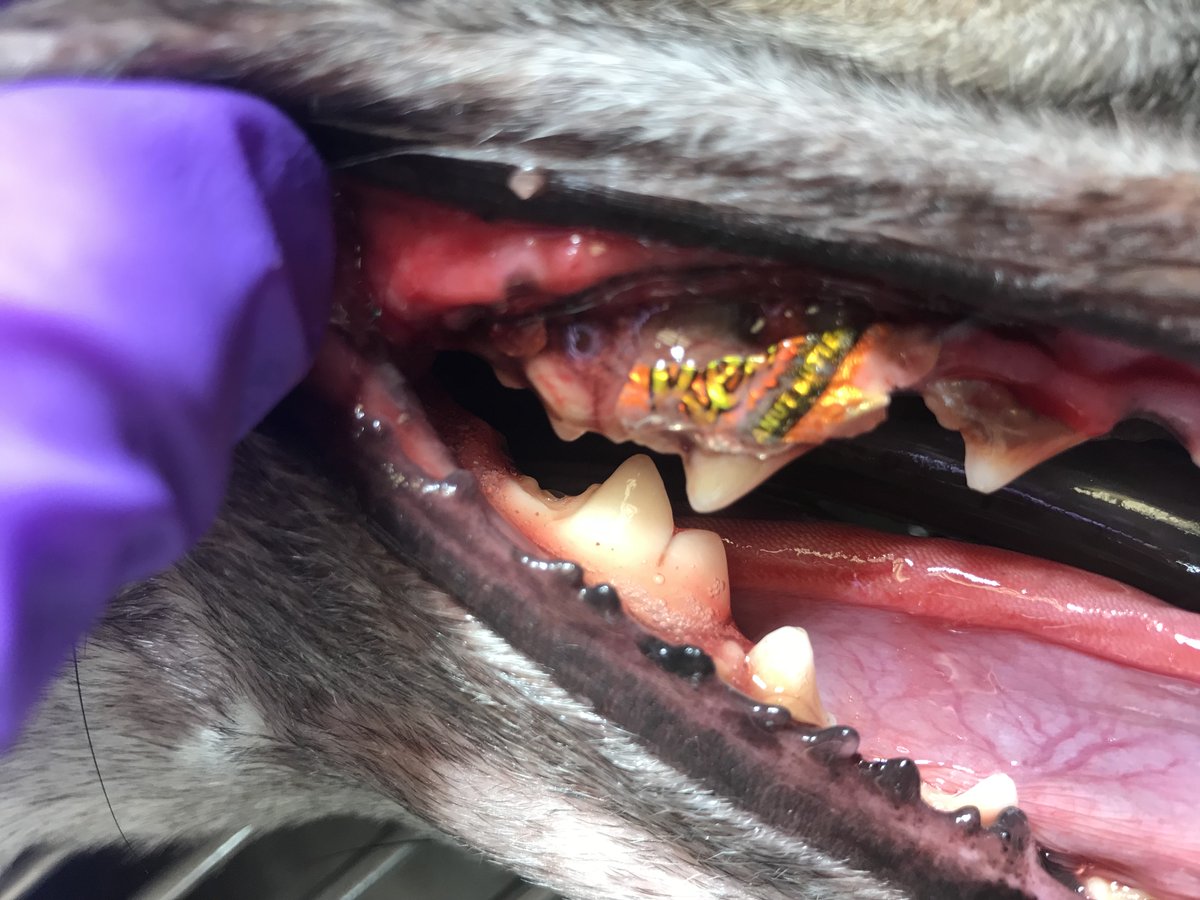 Stonebrookpet's tweet photo. Get your dog's teeth clean!  #TakeATuneToTheDentist https://t.co/SExajxwOmS