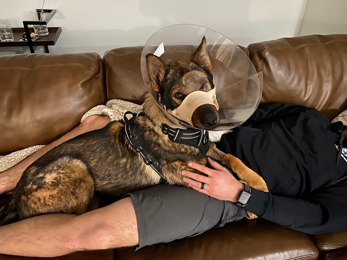 #K9Chief found out what a couch for the first time last night!

#SpoiledHero