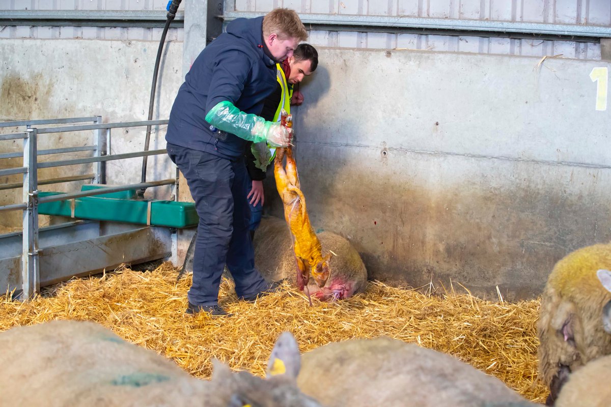AgriAware's tweet photo. A memorable week was had at Agri Aware Farm Walk and Talk 👌🏻 From discussions about sustainability and seeing ewes lamb, students received a real farming experience! Thanks to all the schools, @teagasc and patrons for your support 👏🏻
#FarmWalk2020 #Farm24 https://t.co/QFkYOJDfXb