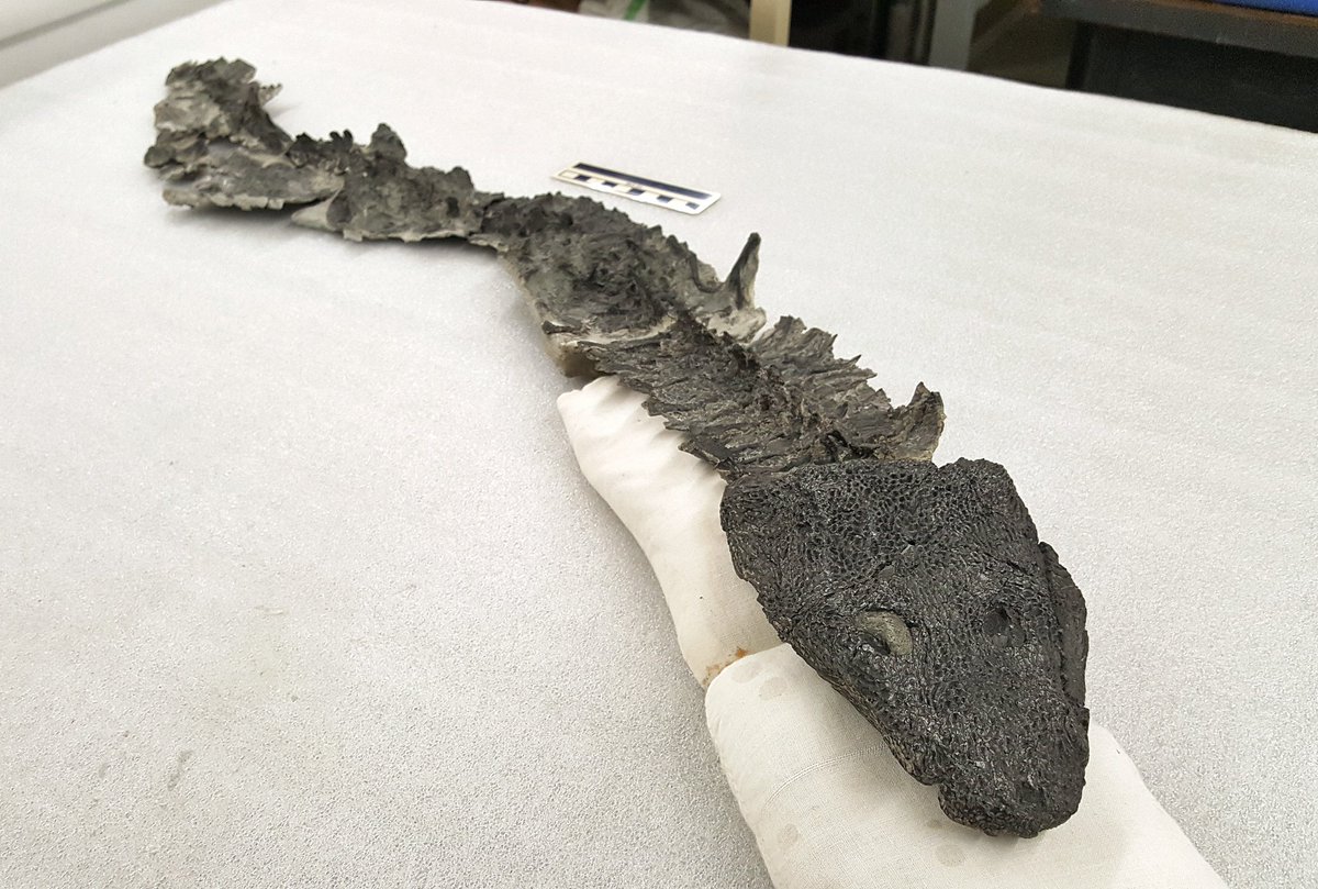 DunkCHOMPS's tweet photo. This @gocmnh skeleton of #stemtetrapod #Greererpeton burkemorani was plastered into a mount for decades, making it largely unavailable for study. @paleeoguy successfully extracted the thin specimen and it is now ready for a research loan!

#FossilFriday #fossilprep #paleontology https://t.co/84a2uYvQlm