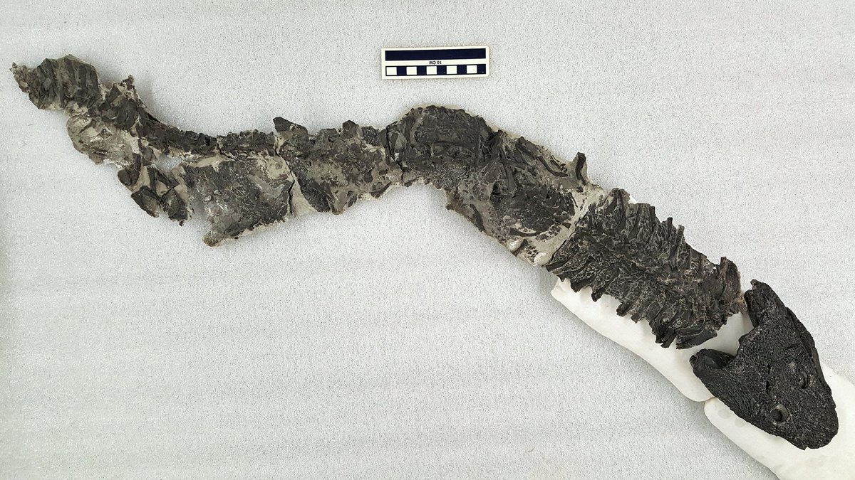DunkCHOMPS's tweet photo. This @gocmnh skeleton of #stemtetrapod #Greererpeton burkemorani was plastered into a mount for decades, making it largely unavailable for study. @paleeoguy successfully extracted the thin specimen and it is now ready for a research loan!

#FossilFriday #fossilprep #paleontology https://t.co/84a2uYvQlm