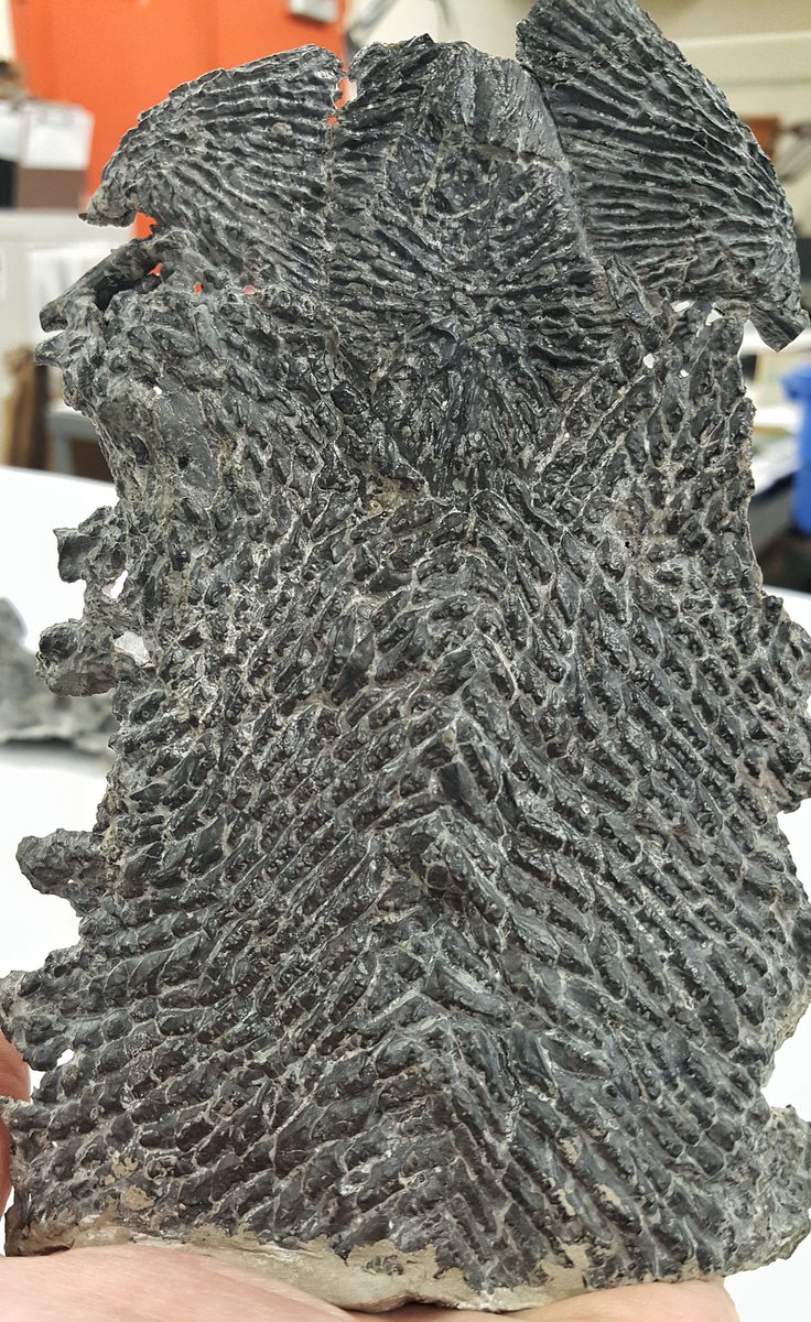 DunkCHOMPS's tweet photo. This @gocmnh skeleton of #stemtetrapod #Greererpeton burkemorani was plastered into a mount for decades, making it largely unavailable for study. @paleeoguy successfully extracted the thin specimen and it is now ready for a research loan!

#FossilFriday #fossilprep #paleontology https://t.co/84a2uYvQlm