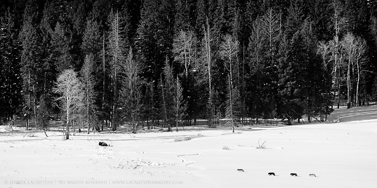 JenayaLaunstein's tweet photo. "On the Prowl" shows four wolves trotting out into the snow-covered expanse of the Lamar Valley to test a lone Bison bull. They quickly decided he wasn't worth the effort! #Yellowstone #25YearsOfWolves https://t.co/SL1zQsWkCR