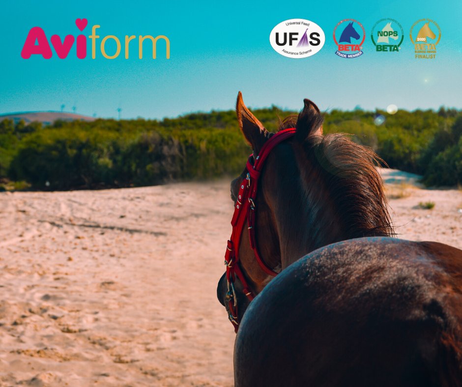 aviform's tweet image. Looking for a new joint supplement for your #horse? We've got you ➡ buff.ly/3cxrgAe

#horsehour #equine