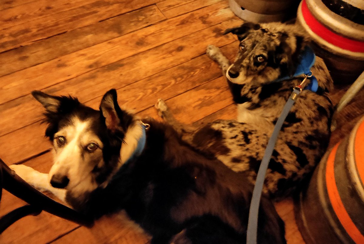 RayMelBee's tweet image. You can&apos;t sneak a crafty pork scratching when the #PubDogs are tab-hanging... 🙄 #PubProblems @BeerShackHuck